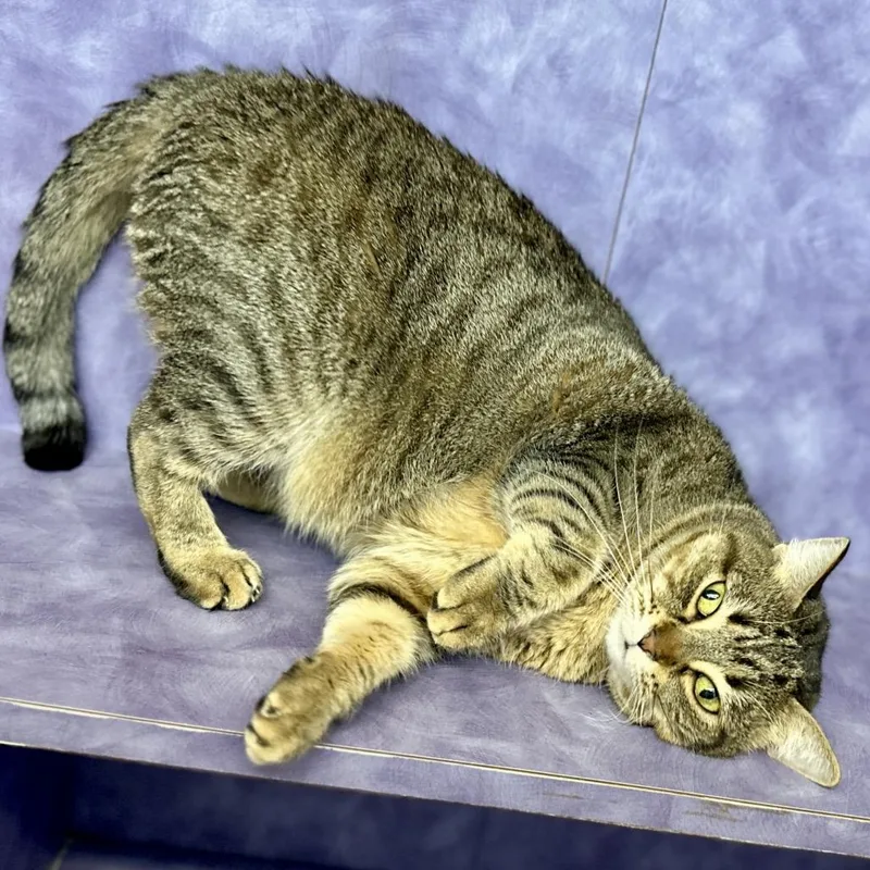 Vesper Lynd thumbnail 4