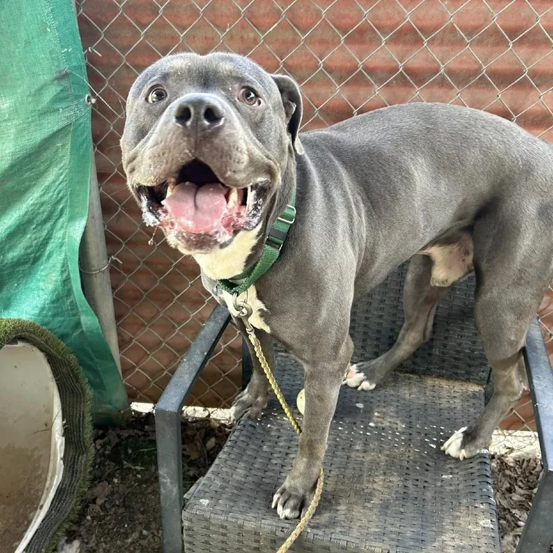 Handsome thumbnail 2