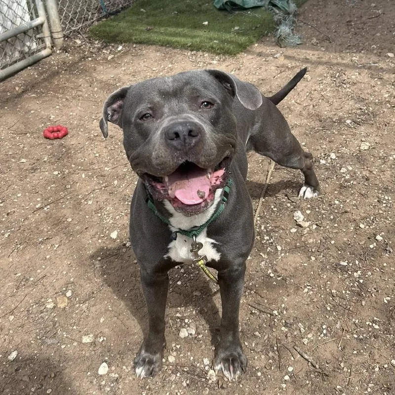 Handsome thumbnail 3