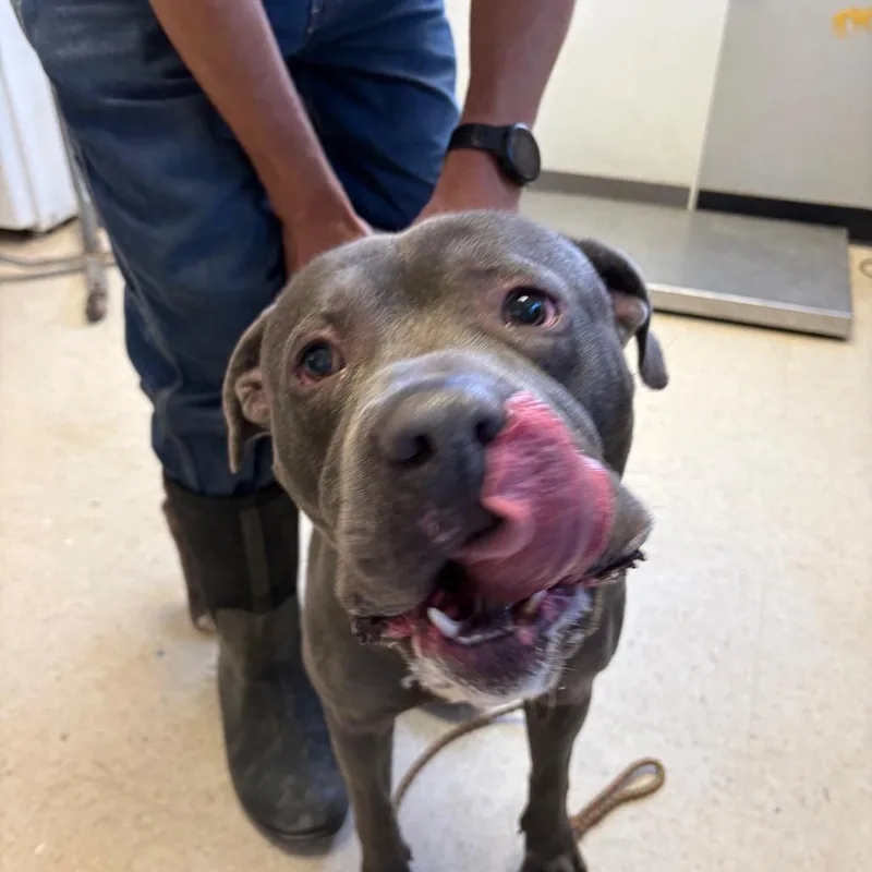 Handsome thumbnail 4