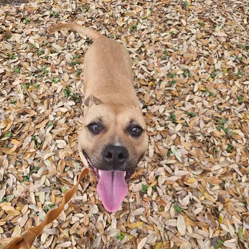 Cucumber thumbnail 2