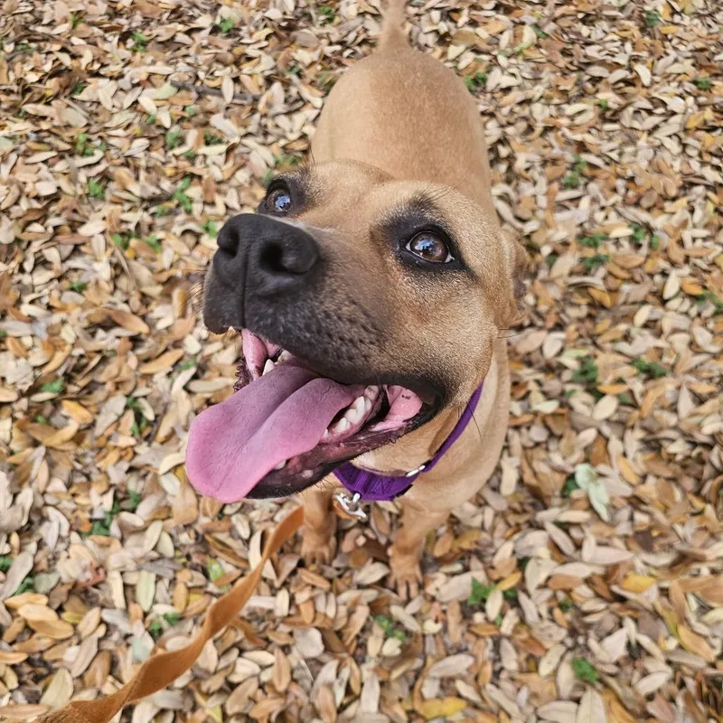 Cucumber thumbnail 3