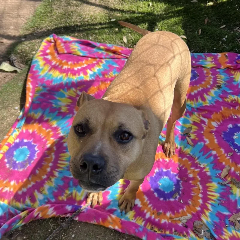 Cucumber thumbnail 4