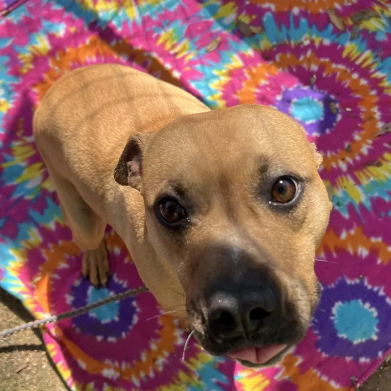 Cucumber thumbnail 5