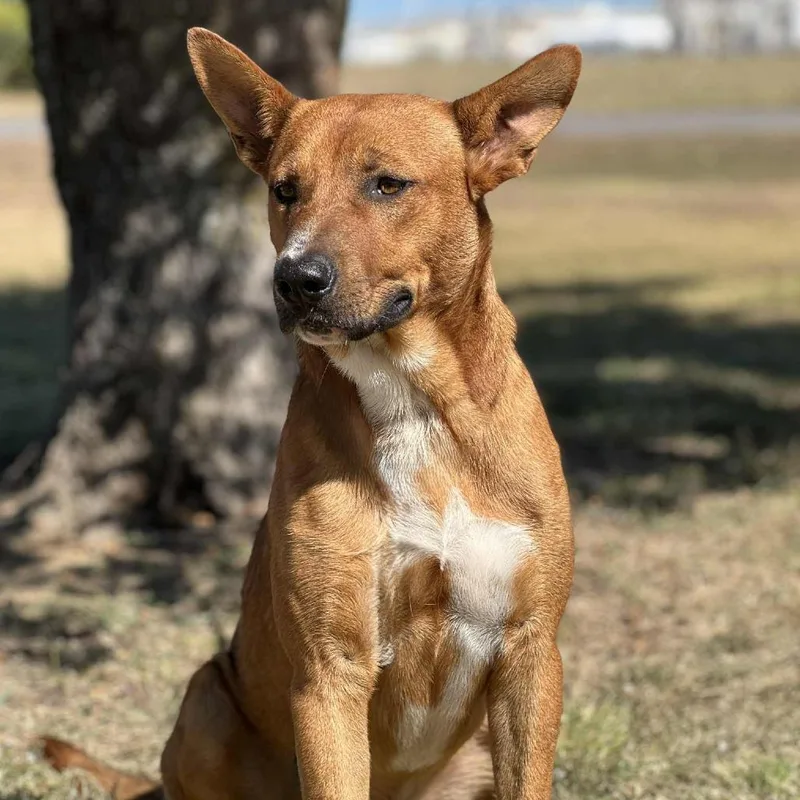 Kelloggs thumbnail 2