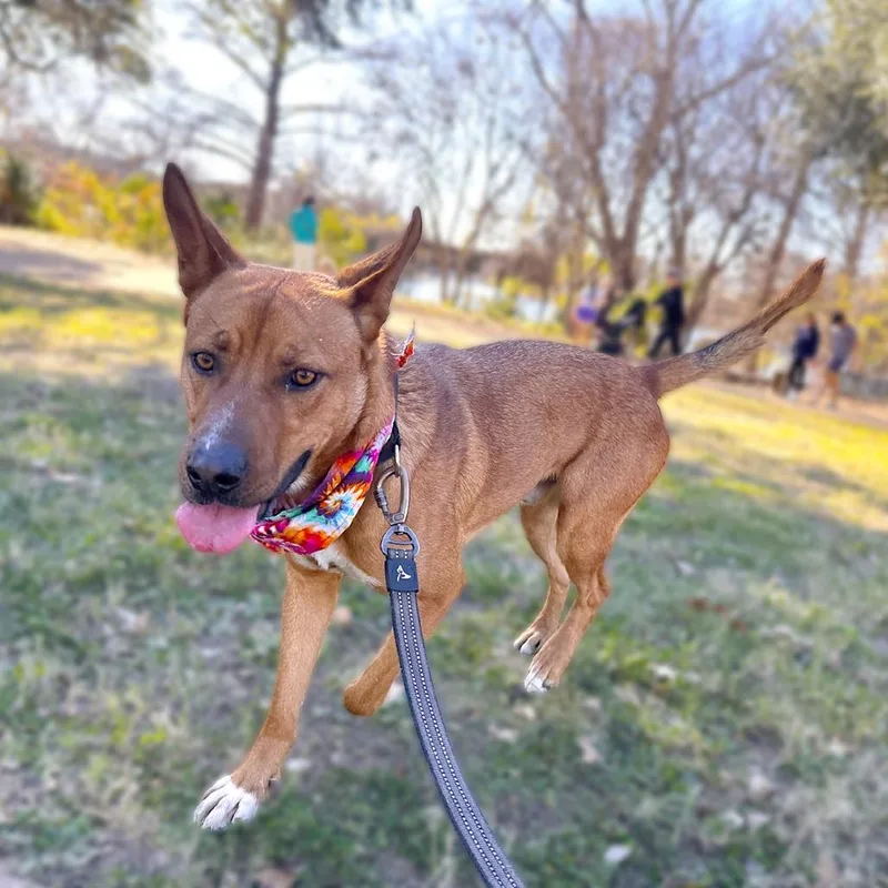 Kelloggs thumbnail 3