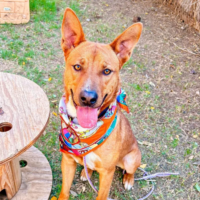 Kelloggs thumbnail 4