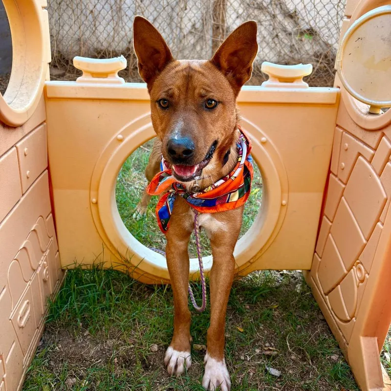 Kelloggs thumbnail 6