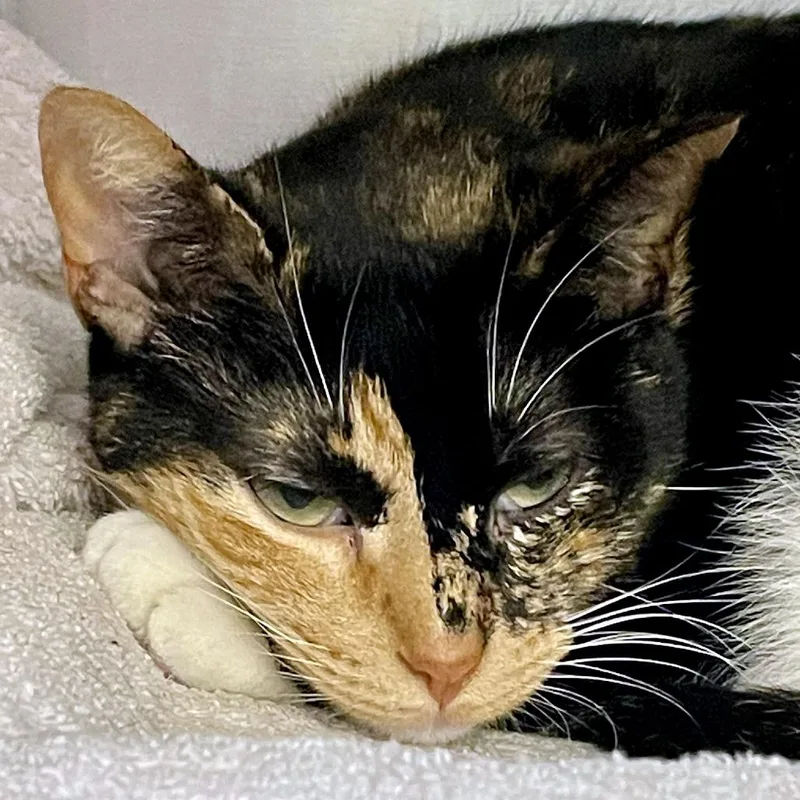 Nineties Heartthrob thumbnail 2