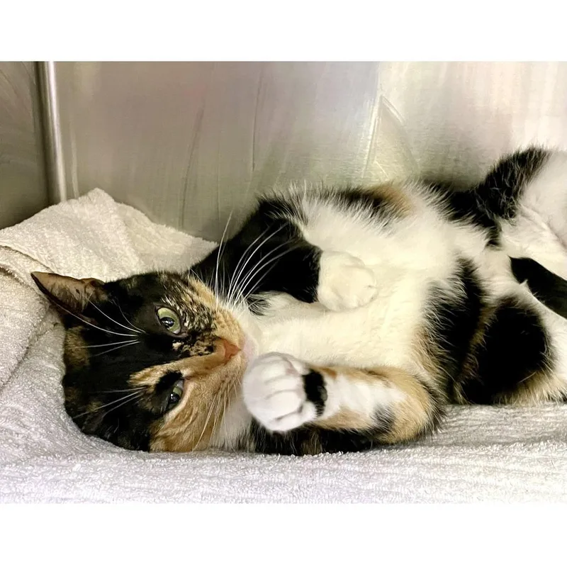 Nineties Heartthrob thumbnail 4