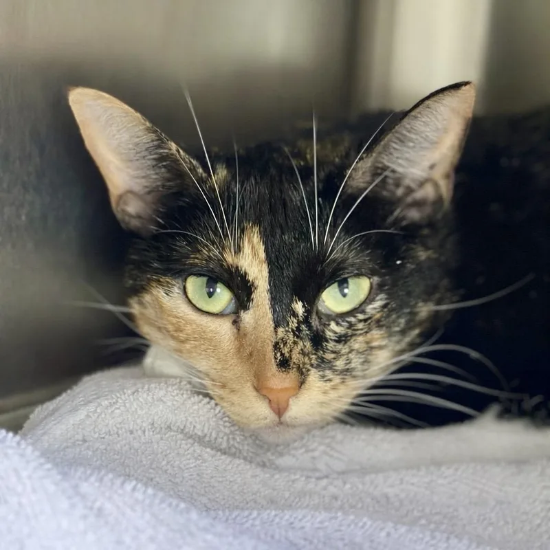 Nineties Heartthrob thumbnail 5