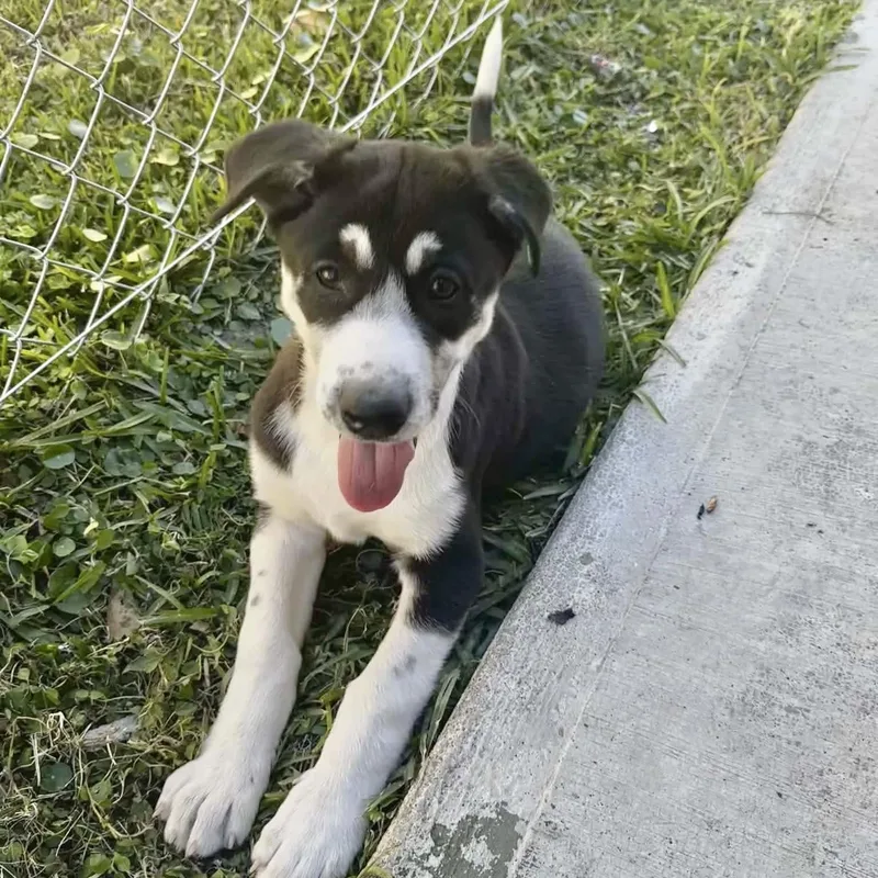 Cataleya thumbnail 2