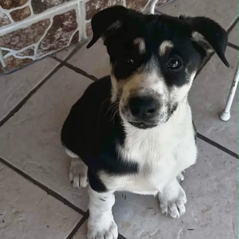 Cataleya thumbnail 3