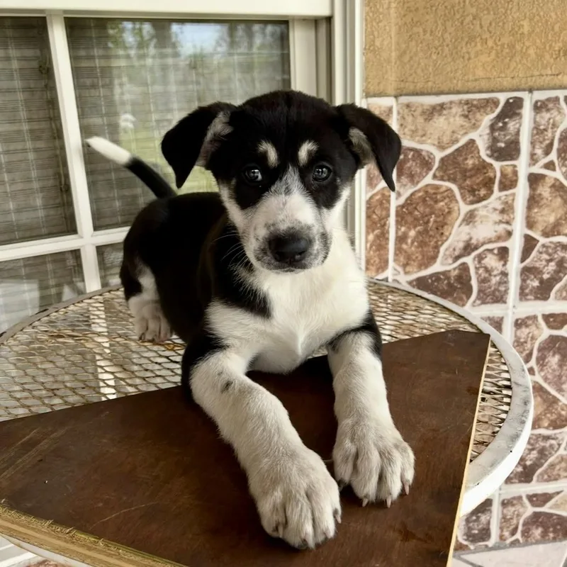 Cataleya thumbnail 4