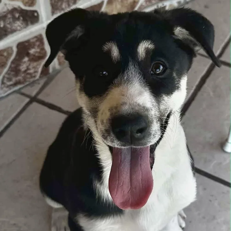 Cataleya thumbnail 5