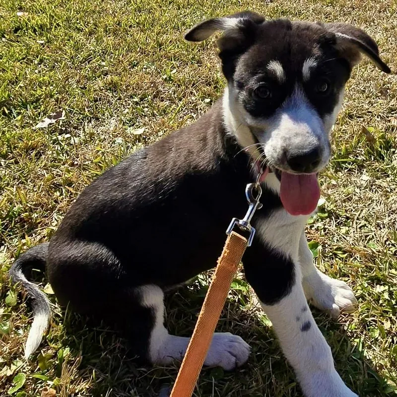 Cataleya thumbnail 6