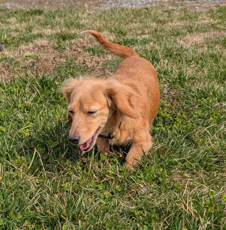 Stella In Tn thumbnail 2