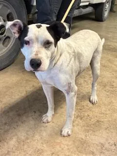 Majestic thumbnail 2