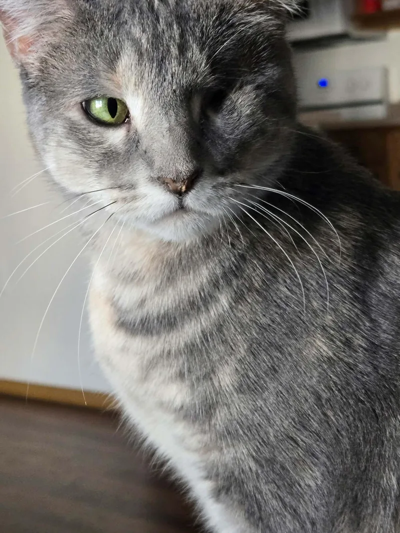 An adult medium-sized female Dilute Tortoiseshell Domestic Short Hair cat named Hazel for adoption in Sioux Falls, SD