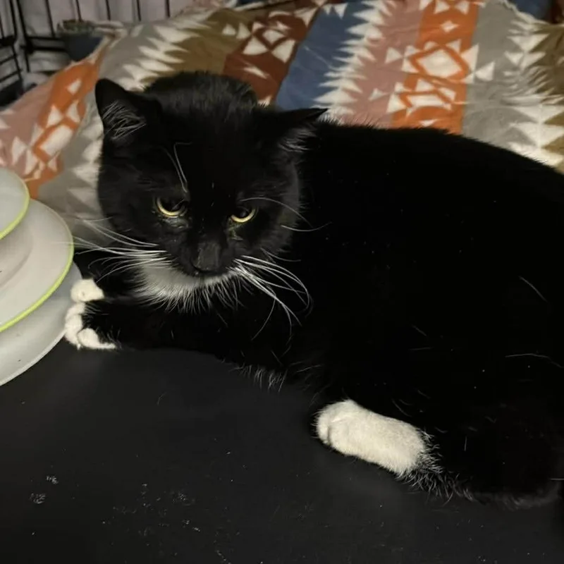 Xander Arc thumbnail 2