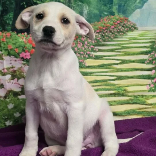 Rhiannon thumbnail 2