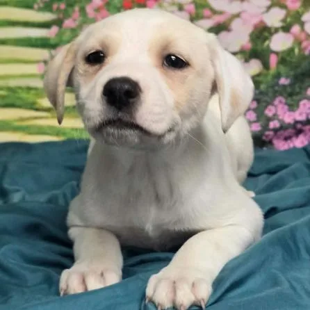 Rhiannon thumbnail 3