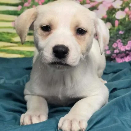 Rhiannon thumbnail 4