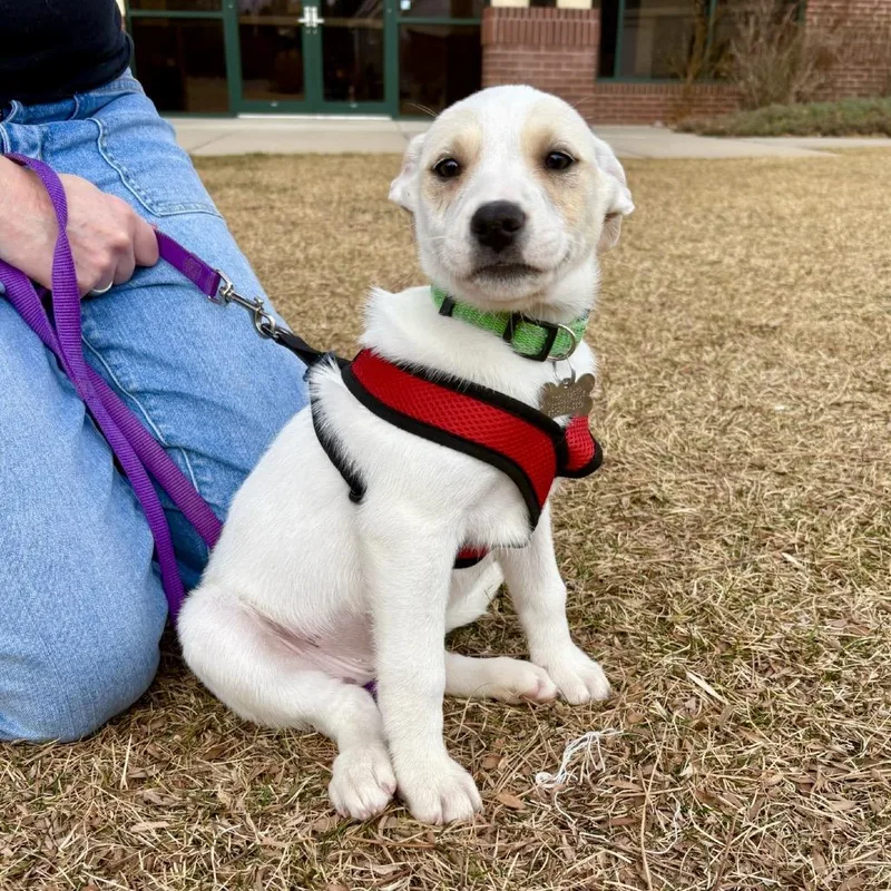 Rhiannon thumbnail 5