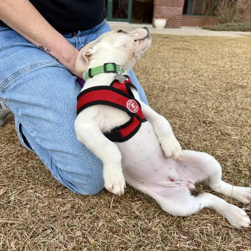 Rhiannon thumbnail 6