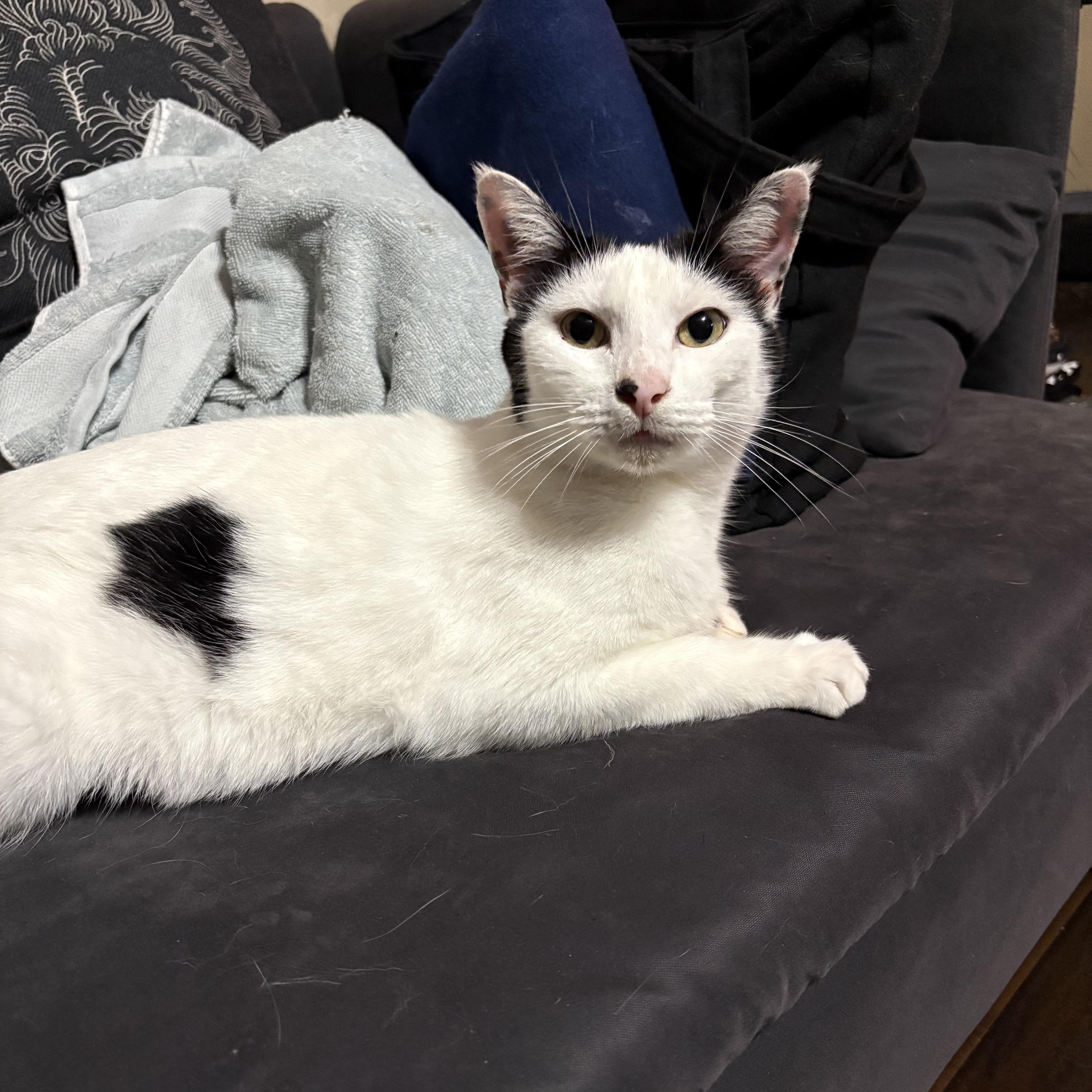 Momma Cow thumbnail 2