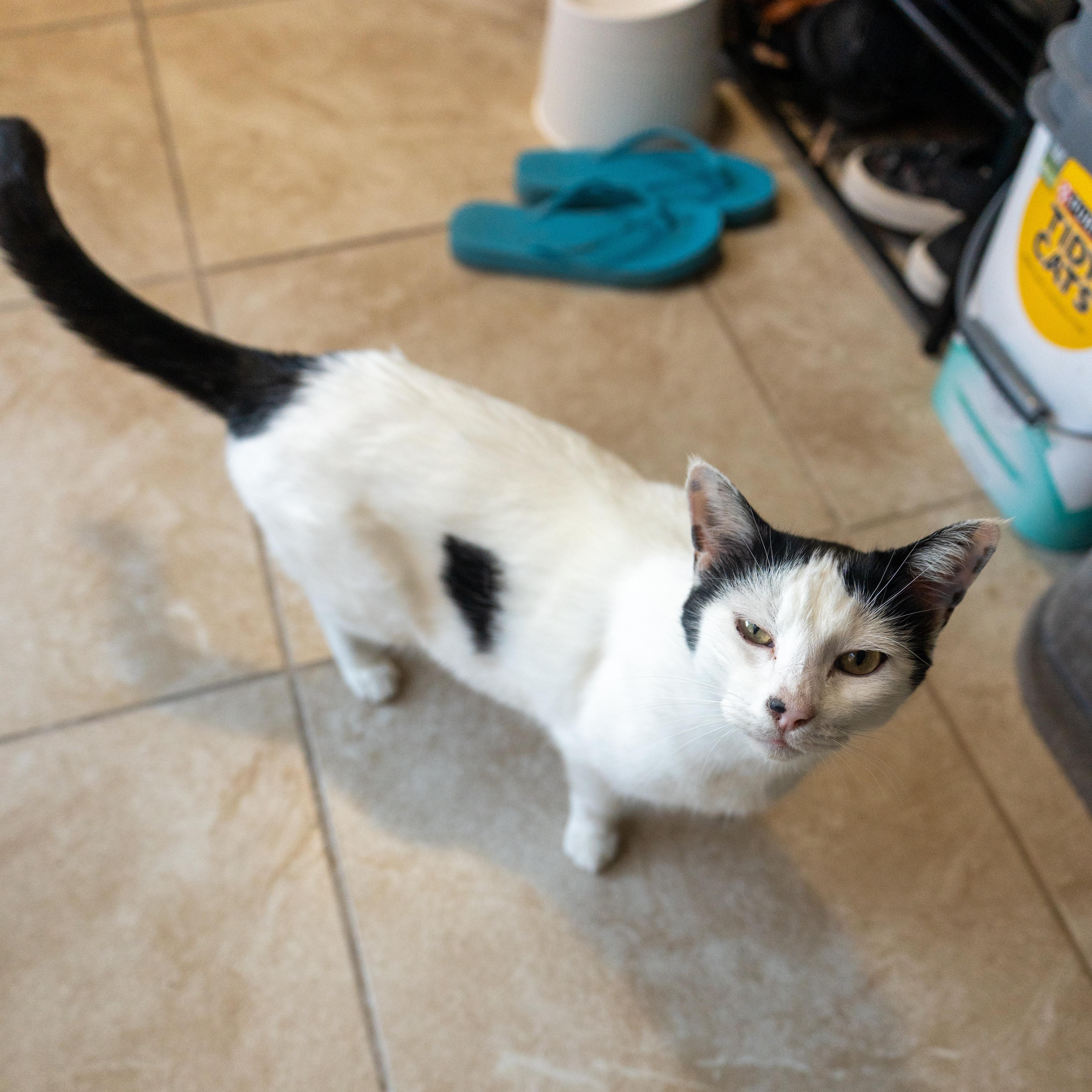 Momma Cow thumbnail 3