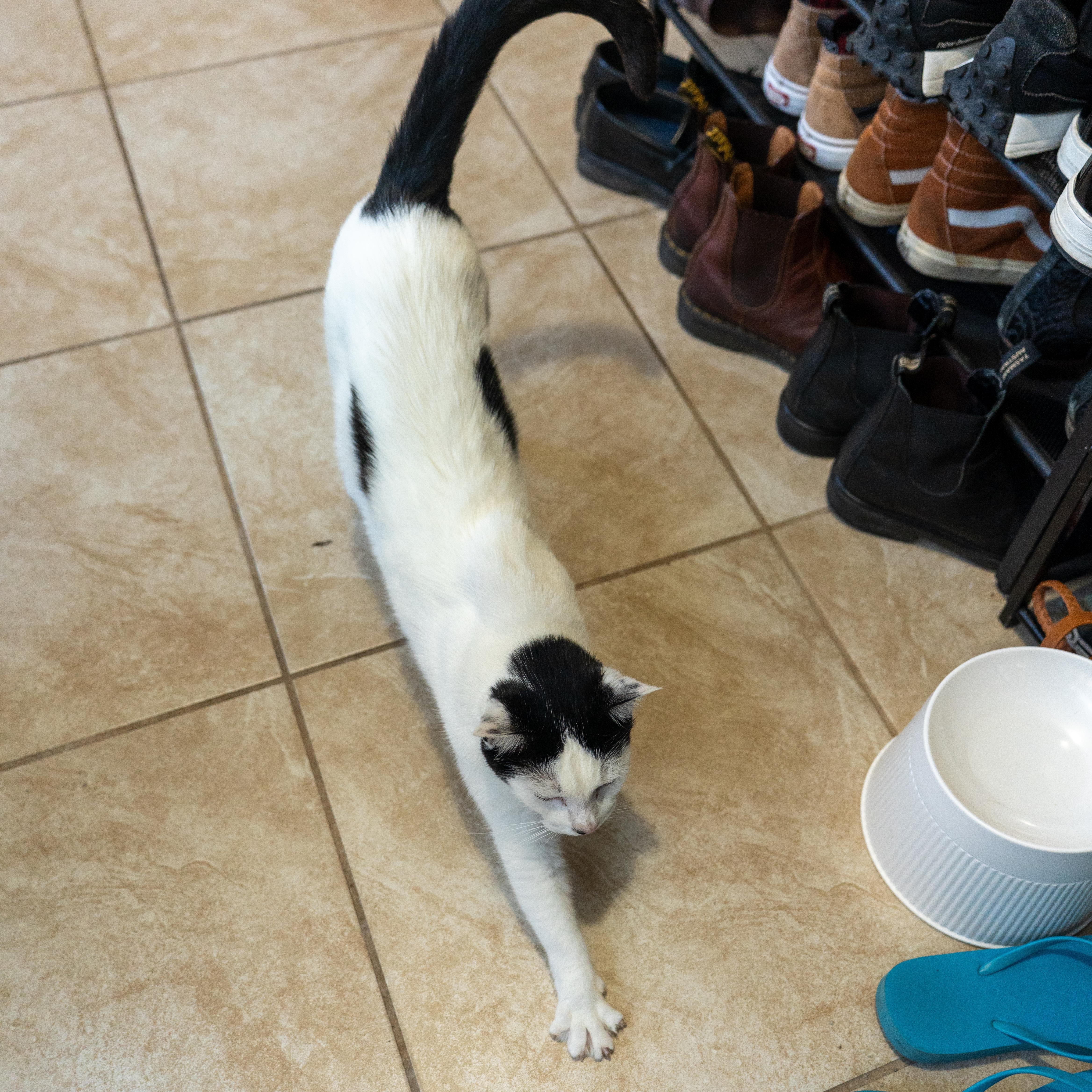 Momma Cow thumbnail 5