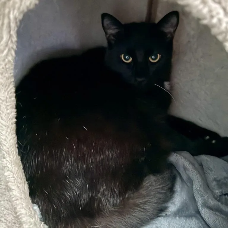 Mr. Buford thumbnail 3