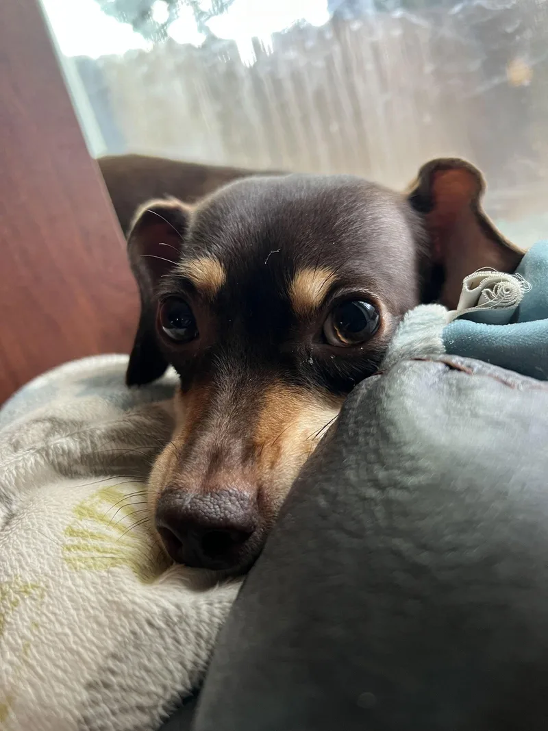 Bella Mia thumbnail 2