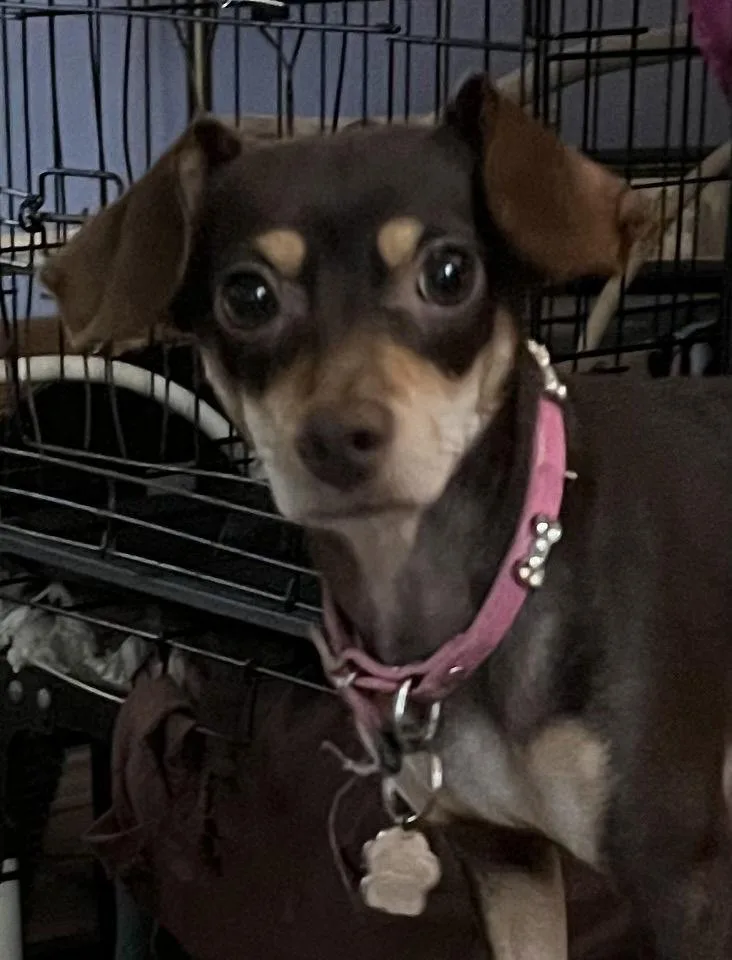 Bella Mia thumbnail 3