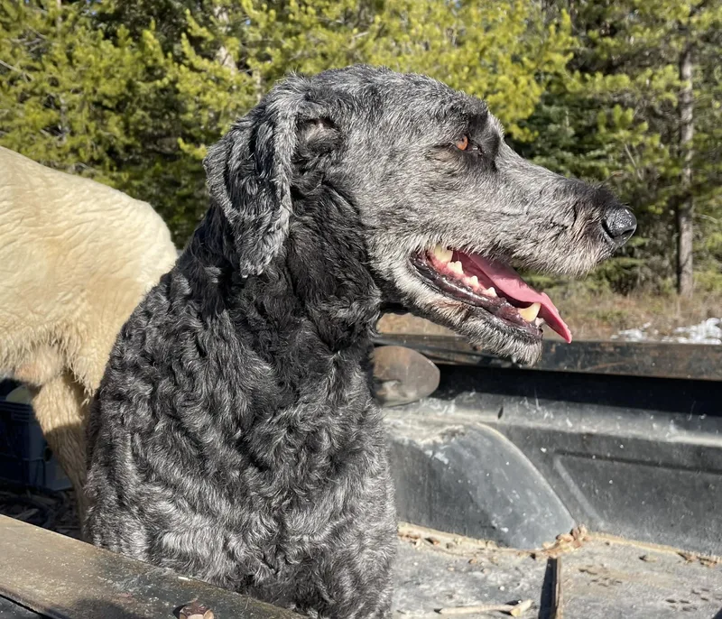 Heidi  Courtesy Listing thumbnail 3