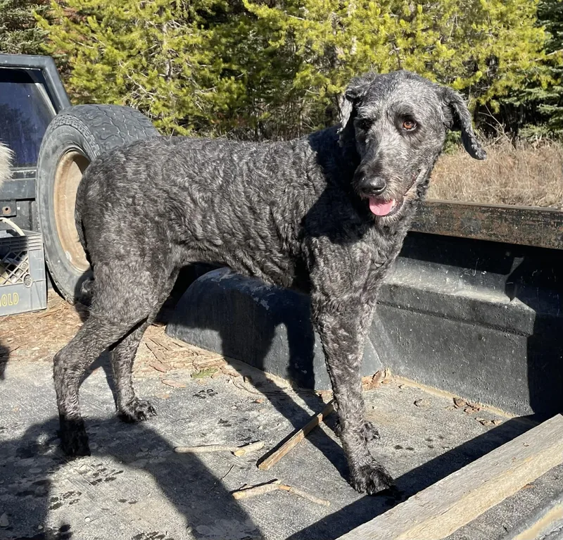 Heidi  Courtesy Listing thumbnail 6