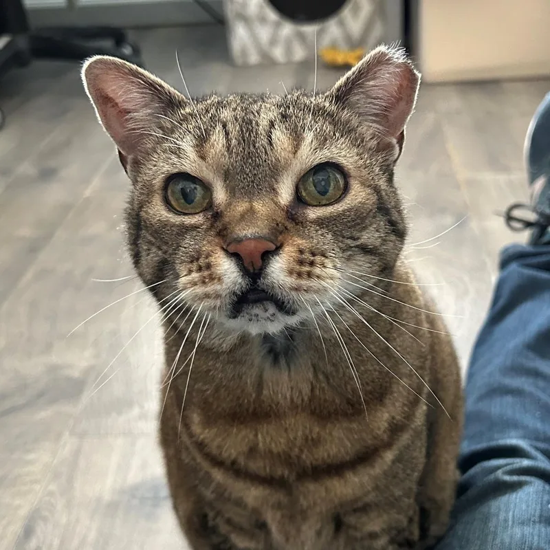 Meow Meow thumbnail 3