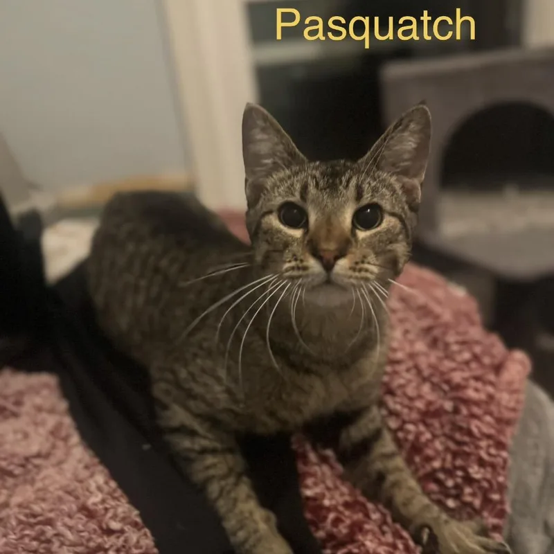 Pasquatch thumbnail 2