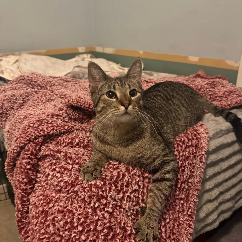 Pasquatch thumbnail 3