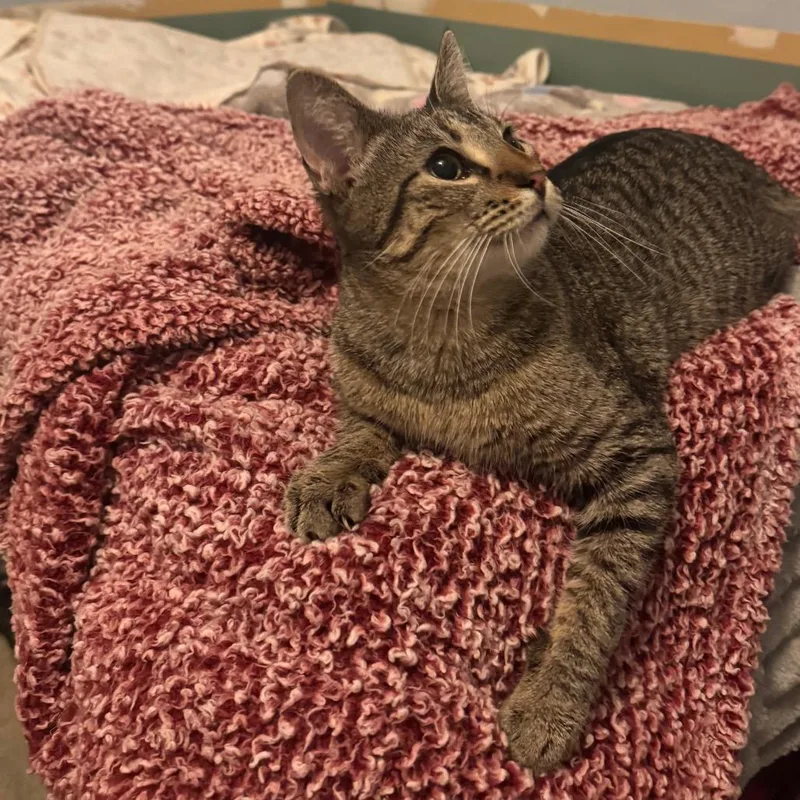 Pasquatch thumbnail 4