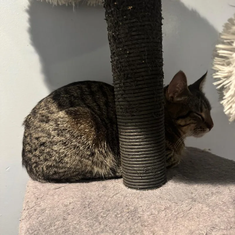 Pasquatch thumbnail 5