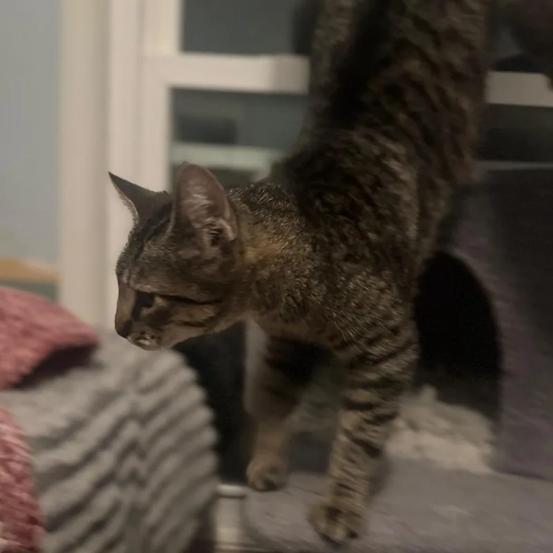 Pasquatch thumbnail 6