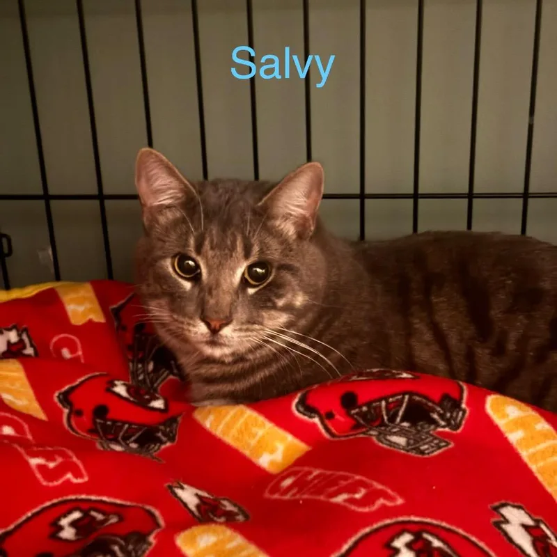 Salvy thumbnail 2