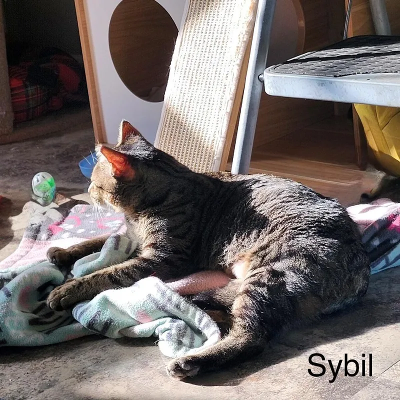 Sybil