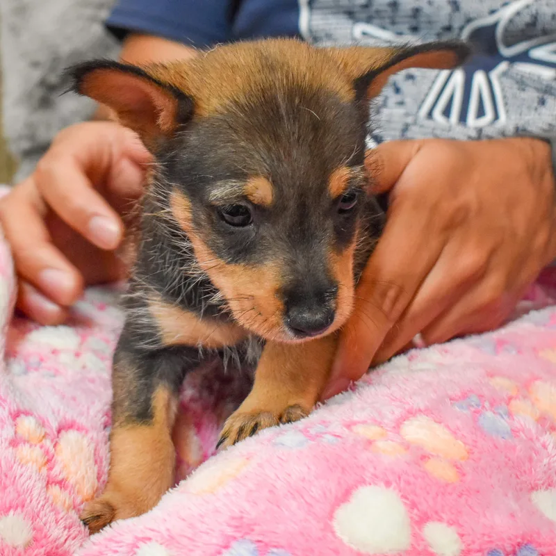 Bullseye thumbnail 2