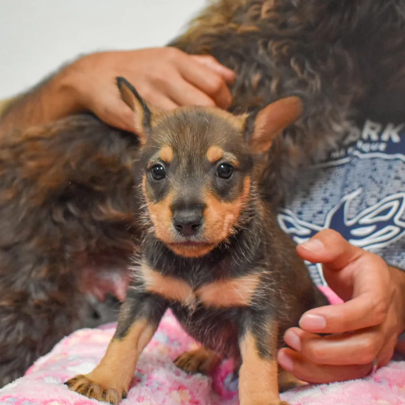 Bullseye thumbnail 3