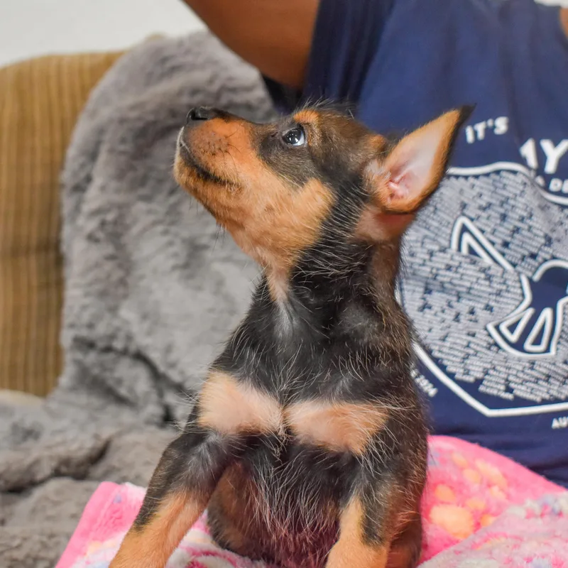 Bullseye thumbnail 4