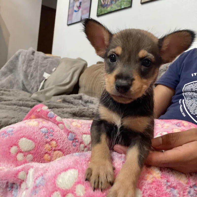 Bullseye thumbnail 5