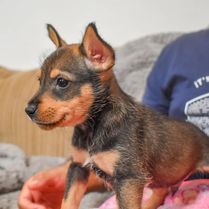 Bullseye thumbnail 6